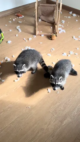 sedikit teaser buat yang mau punya racoon🤣 ini baru level 1 deh, level legendnya robohin TV🤣  #racoon #racoonsoftiktok #exoticpets #racoonindonesia #fyp #foryou #funnymoments 