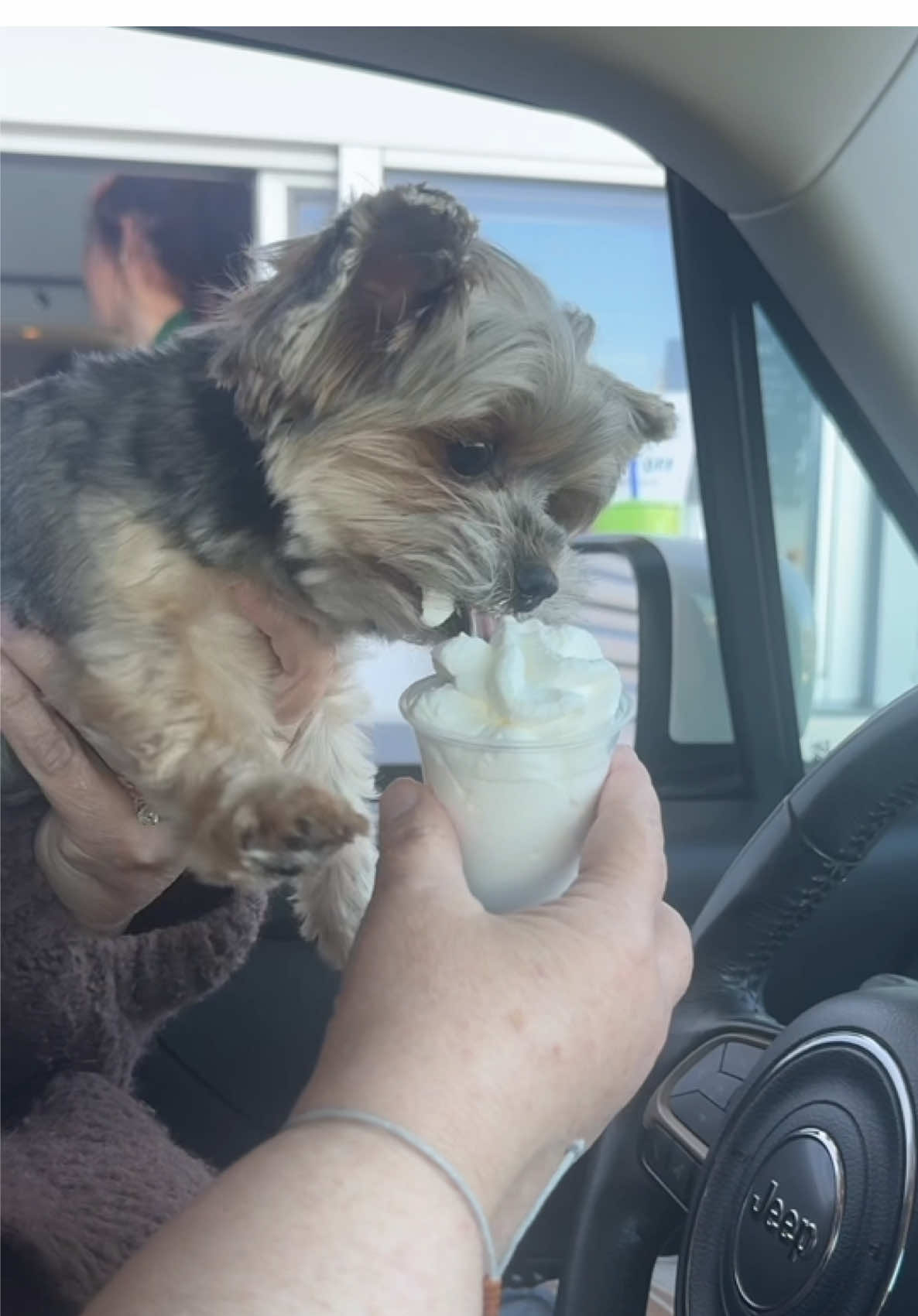 Chewy loves his puppuccinos🐶🐾@Starbucks #Yorkie #sillydog #Chewy #yorkies #dogsoftiktok #dogtok #yorkietok #Pupcup #yummy #teacupyorkie #dog #yorkiesoftiktok 