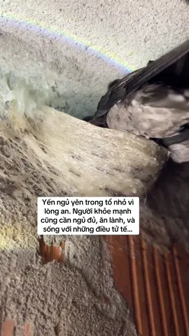 Vì sao chim yến ngủ yên trong tổ nhỏ? Câu trả lời chạm đến sức khoẻ của bạn! #toyentho #toyen #yensao #yennhanuoi #yencangio #yensaohatung #nhayenhatung 
