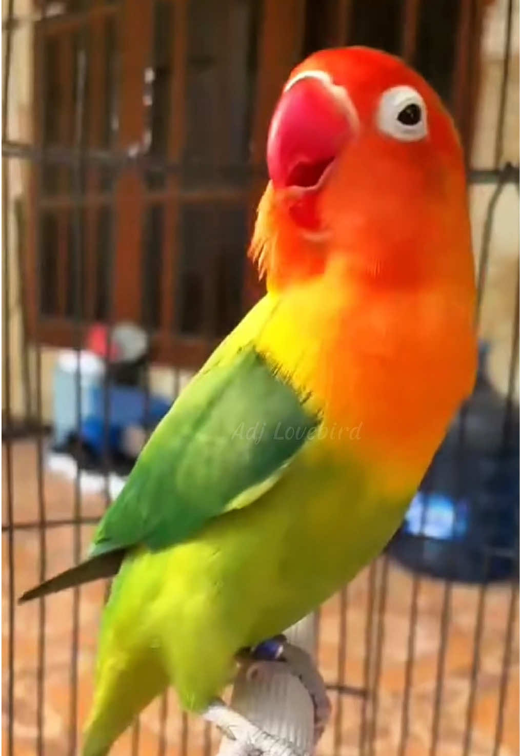 Dijemur dulu bolo #burung #lovebird #lovebirds #bird #birds #lb #ngekek #lovebirdfighter #lovebirdmania #fypp 