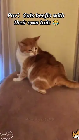 My cat doesn't recognize his own tail.😂#funny #cat #tiktok #cute #happy #Love #catlover #kitten