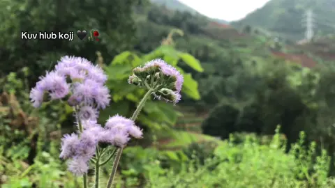 Kuv hlub kojj 🖤#hmong #hmongvietnam #hmongtiktok #chill #tusiab #hmongfyp 