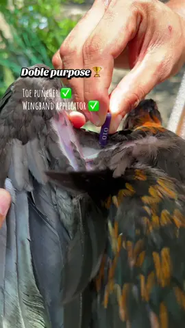 Super useful #gamefowlbreeders #gamefowlbreeder #gamefowlnation #gamefowllife #gamefowlfarm #toepuncher #toepuncherforchicks #wingbandapplicator 