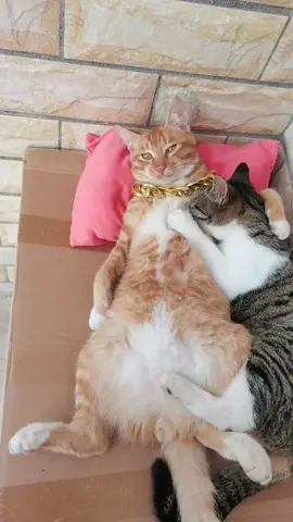 Have you ever heard of a female cat eating a male cat's cake?#fyp #cute #catsoftiktok #cats 