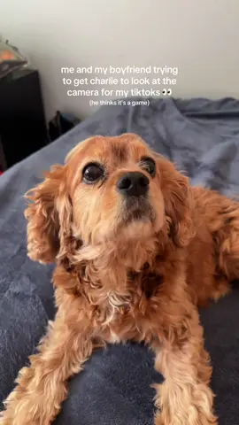 the cutest thing ever 🐶🐶 @dog @BARKBOX _ @Spot & Tango #dogsoftiktok #fyp #relatable #funny #dog #viral #cute #foryou 