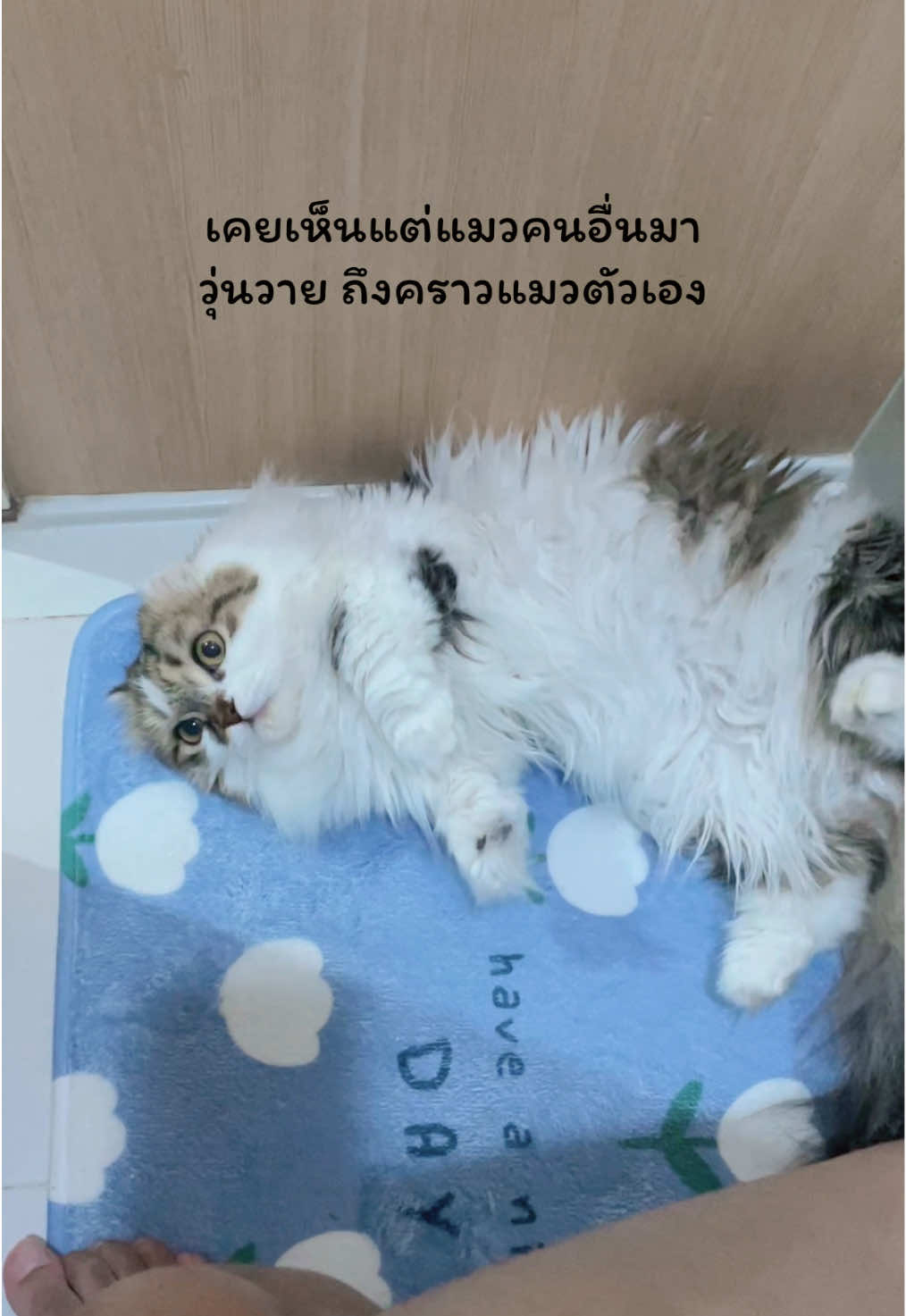 #VoiceEffects #คนเลี้ยงแมว #ปุ๊ปปั๊ปเป็นแมว #catsoftiktok #tiktokviral #แมว 