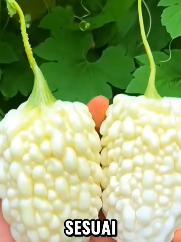 Peria boleh makan macam buah, rangup, berjus & berkhasiat! #PeriaEpal #TanamSayur #petanimoden 