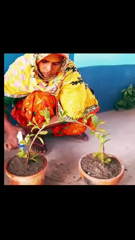 #Unique way to grow guava plant at home roof || 100% success idea for planting@Suliman Khan #lnnovating #gardening £12