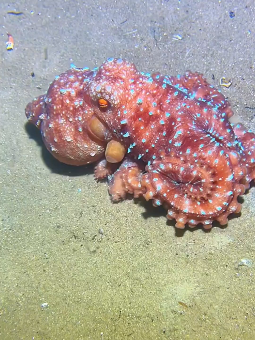 #diving #crab #catchthesea #seaside #seafood #fish #eel #lobster #seangsolofishing