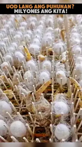 #amazingvideo #tiktokvideos #fyp #viraltiktok 