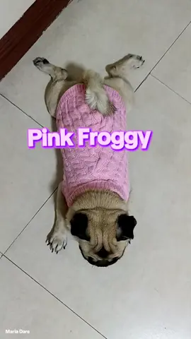 My pug in a cute, knitted pink shirt for small breed dogs.  #pink #dogsoftiktok #dog #pug #pugs #fashion #viral #trending #fyp #fy #petfashion #tiktokviral #pet #petstory #
