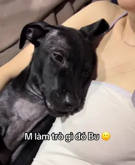 #dog 