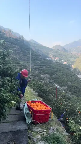 The drone lifts goods with a load of 120kg.#djiagriculturaldroneaccessories #FarmingDroneSale #DJI 
