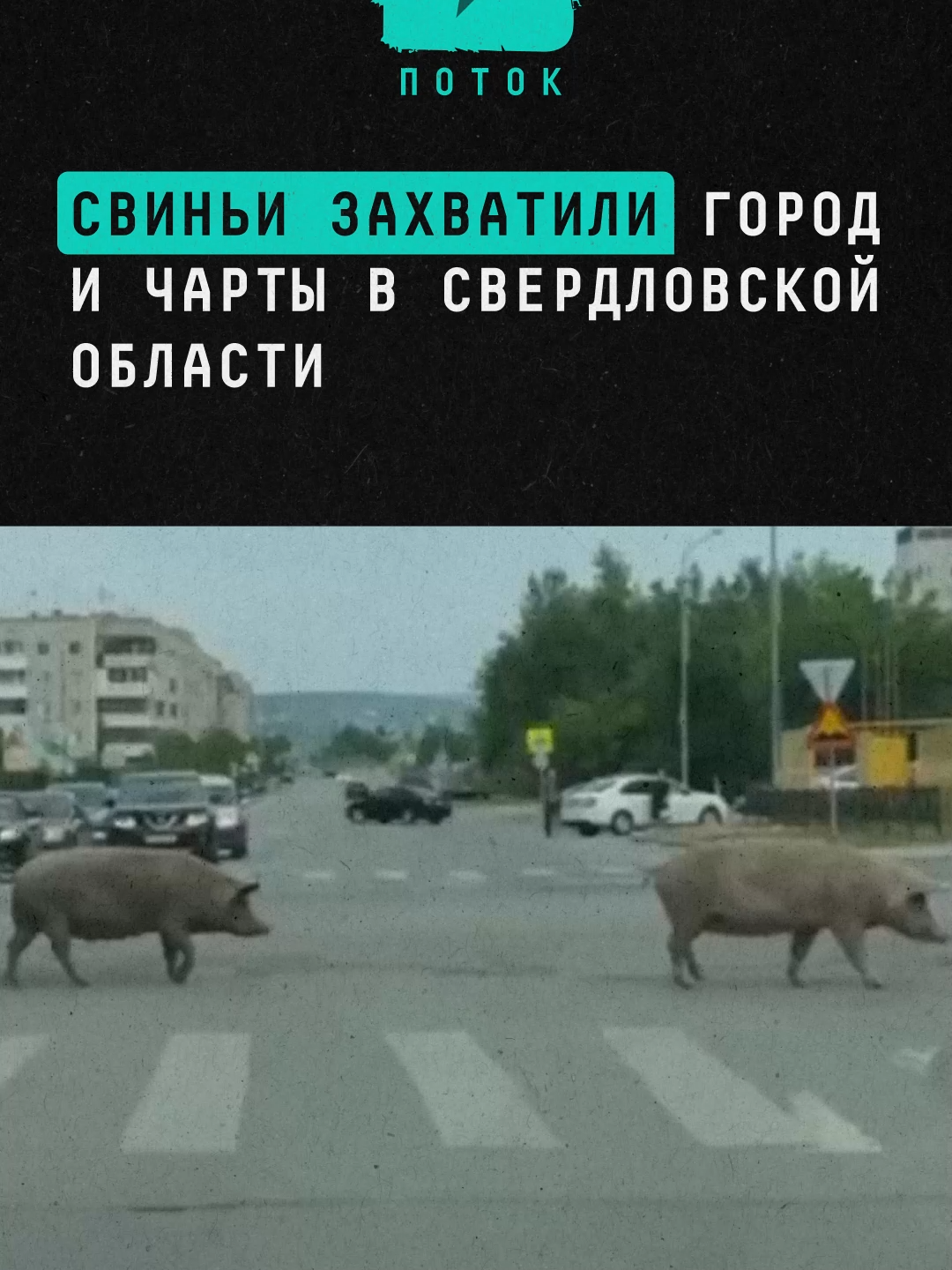 Свиньи захватили город и чарты в Свердловской области#новости #поток #свинки #битлз #хрюшки