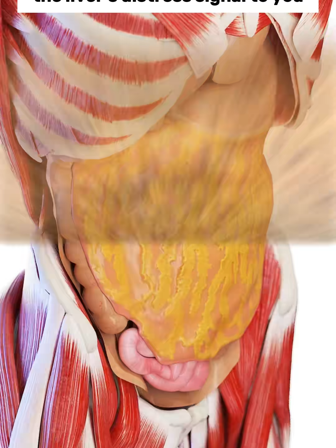 Boost your vitality with 7 TREASURE Welness Tea, a natural choice for maintaining kidney and liver health. 🍵#health #TikTokShop #nicetea #mañanas #detox #fyp #drink #7treasure #healthylifestyle #wellnesstea #detoxtea