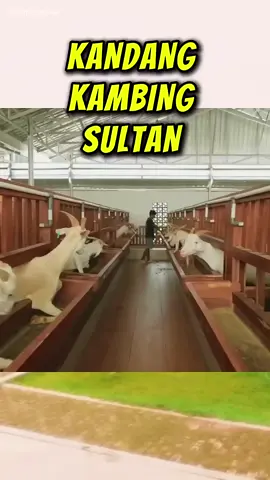 Kandang kambing sultan - bersih dan mewah #kambing #kandangsultan #shortvideo #viral