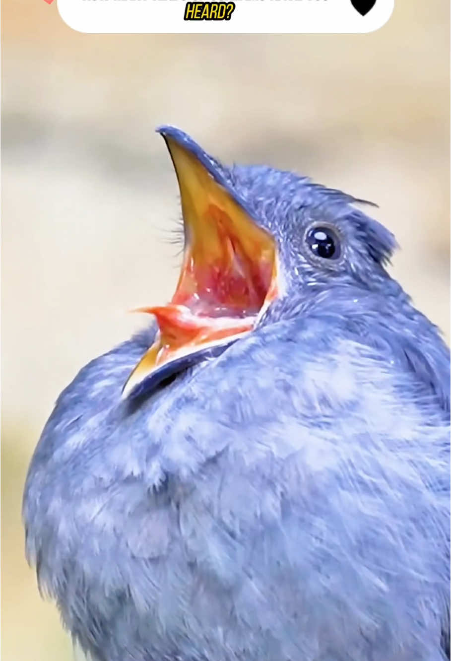 Animal noises you've never heard before. #wildlife #amazon #nature #amazinganimals #foryour #unitedstatesofamerica🇺🇸