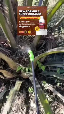 “BUAH BUSUK & PUCUK MATI? Coba Ini SEKALI Langsung AMAN! 😱🌴” #busukpucuksawit #petaniindonesia🇮🇩🇮🇩🇮🇩🌿🌿 #sawitontiktok #juragansawit #Buahsawit #ganoderma 