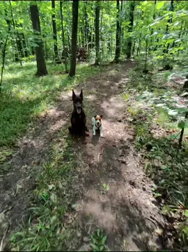 #doberman #doglover #доберман #DogTraining #dobermanlove #dog #dogsport #джекрасселтерьер #jackrassellterrier 