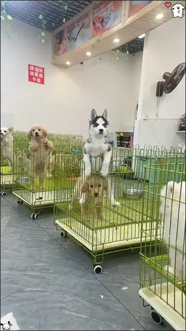 Funny Husky#happydog #dog #funnyvideos #funnyvideos #funnydogs #funnydogs #cutedog #dogsoftiktok 