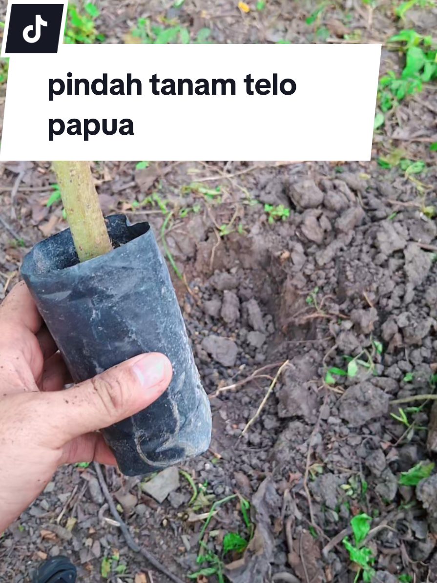 pindah tanam telo papua dari polibek ke tanah ,sekitar umur 2 mingguan #telopapua#bibittelopapua#telopapuapakankambing#gardeneristan