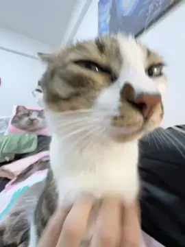 挠挠挠！#funnyvideos #cute #catsoftiktok #kitty #cattok #kittensoftiktok #PetsOfTikTok 