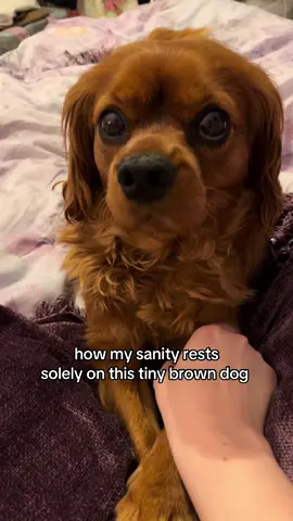 My baby!!💖 #cavalier #dogsoflondon #rubycavalier #kingcharlescavalier 