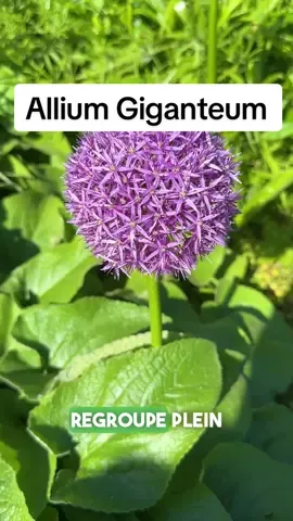 Allium Giganteum, une fleur violette géante et mellifère  Cet ail est aussi appelé ail géant de l’Himalaya … il est magnifique au jardin  C’est la petite vidéo rapide du lundi sur la découverte d’une plante au jardin … dis moi en commentaire si tu connaissais cette plante ?  #ail #allium #alliumgiganteum #pourtoi #pourtoiii #plante #jardin #carolinemunoz #fleurviolette 