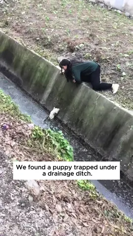 We found a puppy trapped under a drainage ditch and then…… #rescue #rescueanimals #animals #fyp #puppy 