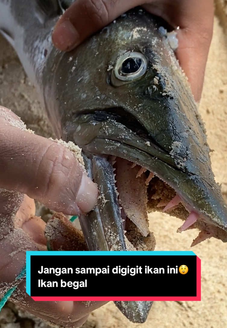 Ikan barakuda atau kerap di sebut ikan begal oleh temen-teman pemancing,ikan ini banyak di jumpai di wilayah perairan indonesia dan tidak jarang memutuskan senar pancing bahkan menggigit dan mengakibatkan luka robek karena giginya yg seperti tombak dan di kedua sisinya yang tajam, tetap berhati” jika mendapatkan ikan ini teman-teman. #spearfishing_worldwide #outdoorlife #fy #spearfishing #spearfishing_reviews #outdoorlifestory #dive #bahaya #hoby #fishing #barakuda 