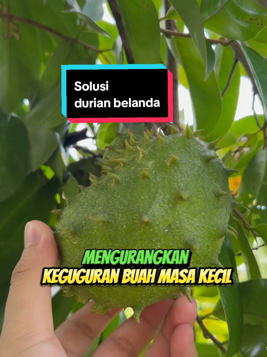 Solusi utk mengurangkan keguguran buah durian belanda. Pokok perlu nutrisi yg cukupi ngam dgn bajanya. #buahbuahan #durianbelanda #baja #bajapaksabuah #petanibangga #fyp 
