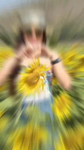 พยายามเบิกบานให้เหมือนดอกทานตะวันตอนเจอพระอาทิตย์🌻❤️‍🔥🌞  #ความสุขของฉัน #ความสุขเล็กๆ #ทานตะวัน🌻monday 