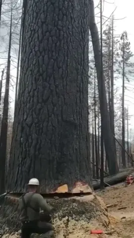 Professional lumberjack’s advanced tree-felling technique #satisfying #tree #giant #asmr #oddlysatisfying #fyp 