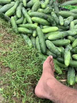 Rejoo🤑 #fyp #CapCut #tulungagung #sayurbalap #sayurexpres #kurirsayur #grandmaxpickup #pasarngemplaktulungagung 
