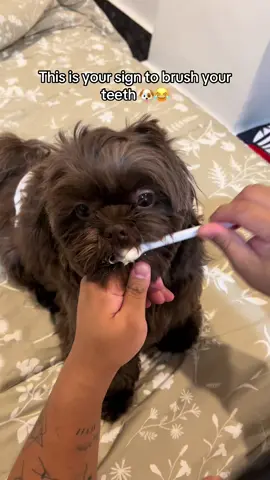 Brush brush brush 🪥🐶 #shihtzu #shihtzusoftiktok #puppytiktok #dogsoftiktok #fypage #fyp #fypシ゚ 