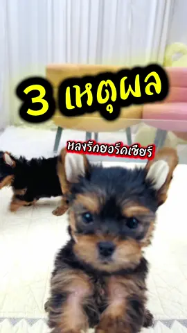 3 เหตุผล ทำไมถึงรักน้องยอร์ค #ยอร์คเชียร์เทอร์เรีย #หมาน่ารัก #หมา #สุนัขน่ารัก #สุนัข #วิ่ง #สวย #ลูกหมา #ยอร์ค #สนุกสนาน 