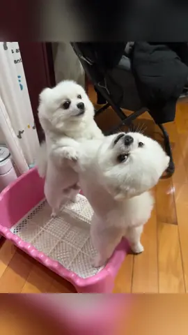 Pomeranian.#🥰🥰🥰 #animals #dog #happydog #cutedogs #dogsoftiktok #funnyvideos #