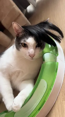 ปล่อยชั้น #เค้าเรียกผมว่าแมว #cat #สัตว์เลี้ยงtiktok #เรทโทรสเปียก 