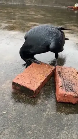 Clever Crow Uses Cars to Crack a Nut#animal #foryourpage #wildlife 