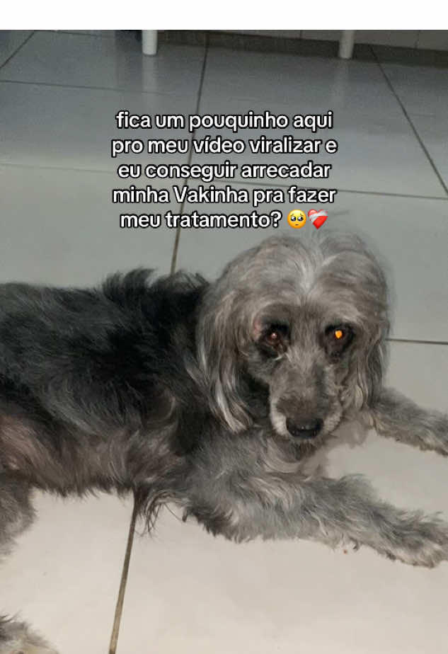 #dog #cachorro #tratamento #ajudeoproximo #cachorrosdotiktok #cachorrodoente 