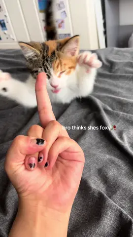 STOP COMMENTING ABOUT THE DAMN FINGER💔💔 #cat 