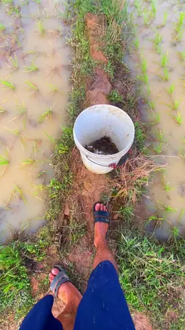 ยังคือเก่าเด้อความหวัง#วิวบ้านนอก🍃 #🌾🌾🌾 #ทุ่งนา☀️☀️ #ท้องฟ้า #fyp #เธรดเพลง #🌿🌿 