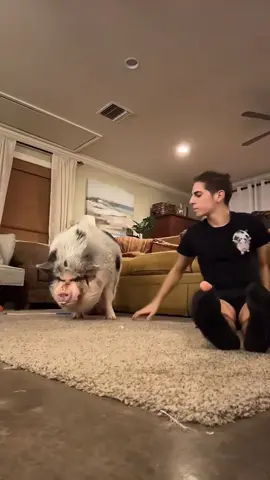 Funny pig #pig #pigsoftiktok #pigs #animals #core #pet #happy #foryou #funnyvideo #funny #cute #funnyvideos 