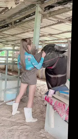 แส่เหยี่ยวอิแม่เด้อJRบอก#น้องควายฉลาดแสนรู้ #dcrfarmควายงามบ้านโคกสูงตําบลยาง#DCRFarm