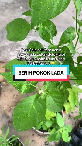 Tak sangka menjadi benih pokok lada ni. Sekarang tunggu pokok lada ni berbuah je 😍 #pokok#lada#berkebun#bertani 