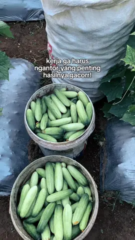 disukuri #petanitimun🥒 #masukberandafyp #alhamdulillah❤️ #masukberandafyp #timunviral #petaniindonesia🇮🇩🇮🇩🇮🇩🌿🌿 