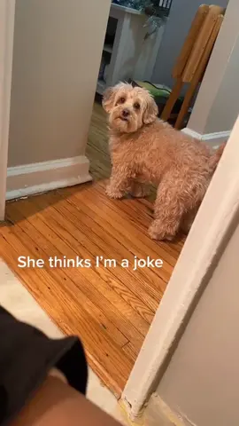 Dogs with Attitude#dog#funny#funnyanimals#funnypets#animals #dogsofttiktok #pet #foryou #longervideos