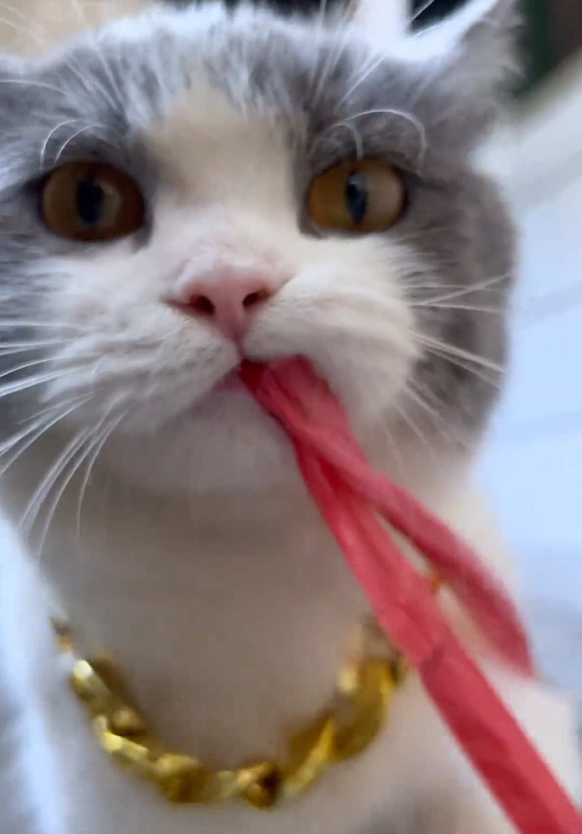 😎😎 #funny #catsoftiktok #cutecat #kitty #cats #catlover #meow #PetsOfTikTok #kucing #funnyvideos