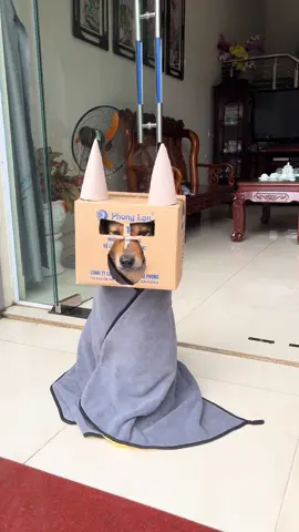 🐾🦇 “Khi thành phố ngủ yên… Batdog bắt đầu ca trực!” #xuanquyt #HiệpSĩChó #Batdog #GiảiCứuThếGiới #choco 