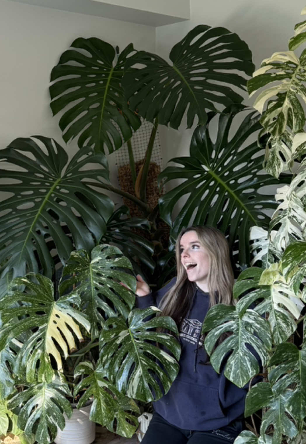 Replying to @Leslie my favourite girl! #fyp #planttiktok #PlantTok #houseplants #plantmom #plant #indoorplants #plantlover #plantparent #monstera #plantcare 